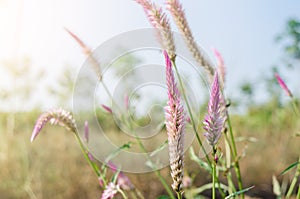 Cockscomb flower in the morning.