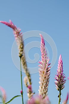 Cockscomb flower in the morning.