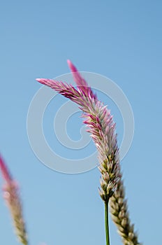 Cockscomb flower in the morning.