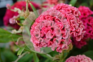 cockscomb flower