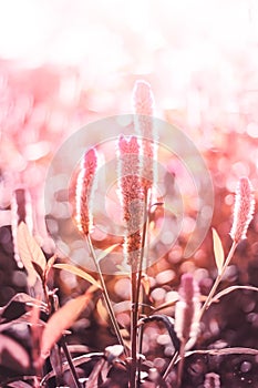 Cockscomb flower softness scene