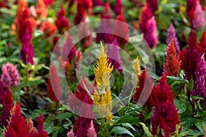 Cockscomb flowers