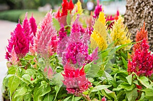 Cockscomb flowers