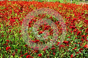 Cockscomb Plant Agriculture field