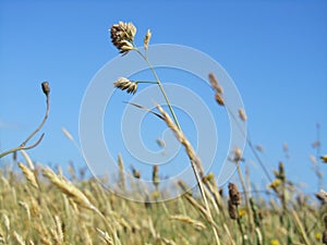 Cocksfoot grass