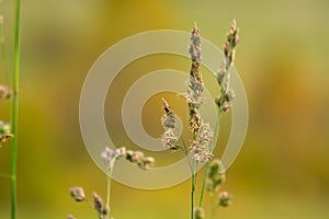 Cocksfoot meadow grass on blurred background
