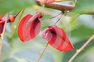 Cockspur coral tree Erythrina crista-galli, close-up of coral red flowers