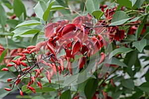 Cockspur coral tree Erythrina crista-galli, coral-red flowers and buds photo