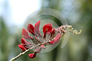 Cockspur Coral Tree - Erythrina Crista-Galli photo