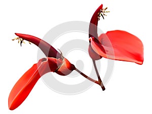 Cockspur coral tree flower