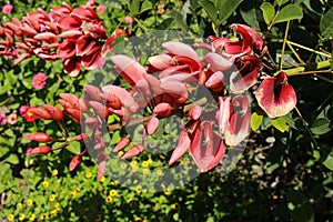 `Cockspur Coral Tree` flowers -  Erythrina Crista-galli