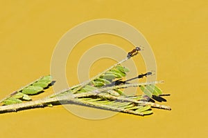 Cocktail Ant Balancing On Twig photo