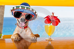 Cocktail dog