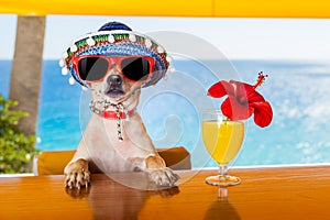 Cocktail dog