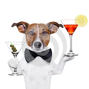 Cocktail dog martini glasses