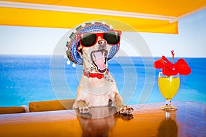 Cocktail drink dog on summer holiday vacation a the beach club