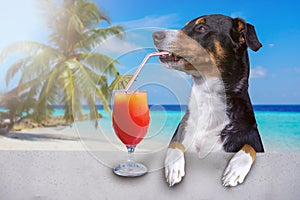 Cocktail drink dog on summer holiday vacation a the beach club bar