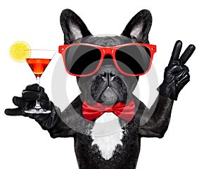 Cocktail party dog