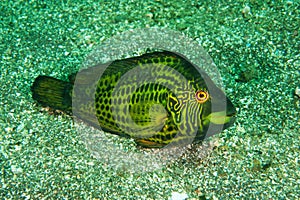Cocktail wrasse