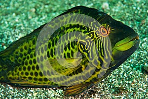 Cocktail wrasse