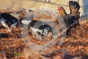 A cocky cock attacks a chicken, two roosters fight and flap their wings