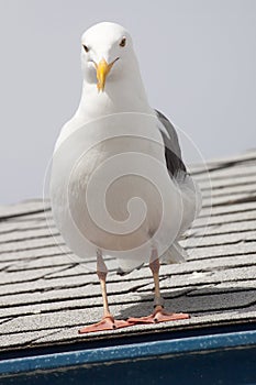 Cocky looking seagull