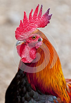 Cocky red rooster