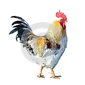 Cocky rooster illustration photo