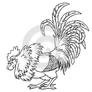 Cocky rooster lack contour on white