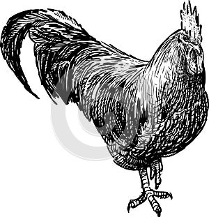 Cocky rooster