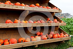 Coclorful orange pumpkin in autumn outdoor