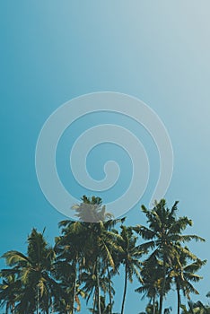 Cocnut palm trees on tropical beach