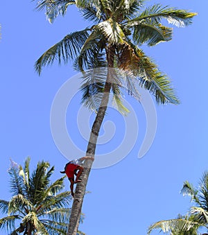 Coco climber in village, Negros island, Philippines