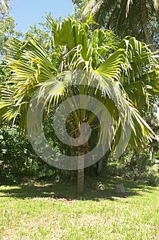 Coco-de-mer coconut palm