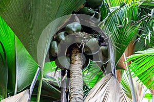 Coco de mer Lodoicea maldivica female fruits clusters with largest nuts in the world inside, Seychelles.