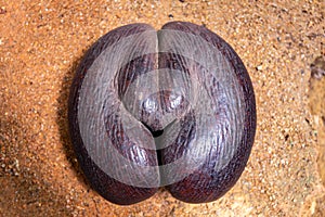 Coco de Mer nut Lodoicea maldivica, the largest nut in the world, endemic to Praslin, Seychelles.