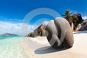 Coco de mer or sea coconut, or double coconut is the largest and sexiest nut in the world. Seychelles