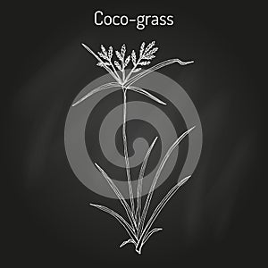 Coco-grass Cyperus rotundus , or purple nut sedge, medicinal plant