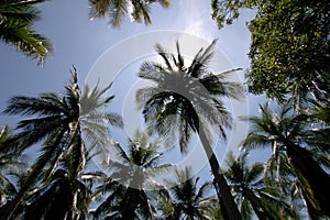 Coco palm