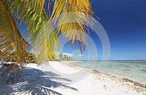 Coco palm fronds over white sandy beach