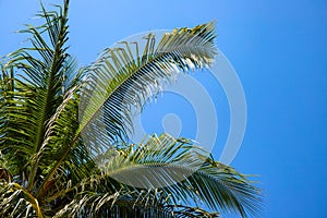 Coco palm leaf on blue sky background. Sunny tropical nature minimal photo. Coconut palm branch. Summer holiday concept