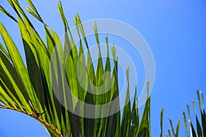 Coco palm leaf on blue sky background. Sunny tropical nature minimal photo. Coconut palm branch wallpaper