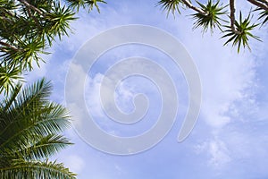 Coco palm leaf on sky background. Sunny day on tropical island.