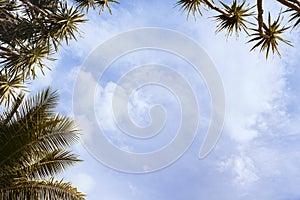 Coco palm leaf on sky background. Tropical island vintage toned photo.