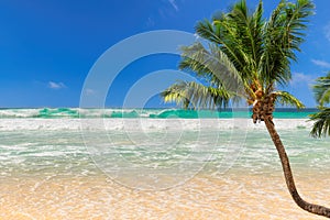 Coco palm over the sunny beach and beautiful sea.