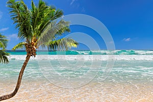 Coco palm over the sunny beach and beautiful sea.