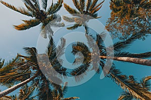 Coco-palm tree against blue sky