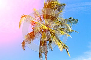 Coco palm tree in pink sunlight. Tropical landscape with palms. Palm tree crown on blue sky.