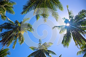 Coco palm tree top with sun flare. Palm tree crowns with green leaves on sunny sky background.