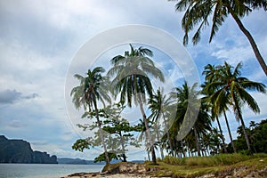 Coco palm tree on tropical island landscape. Idyllic seaside landscape with green palm. Relaxing view of exotic seashore